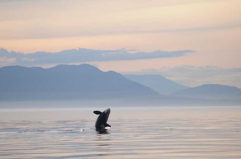 Vancouver Island: Cowichan Bay Sunset Whale Watching Tour - The good and the frustrating parts