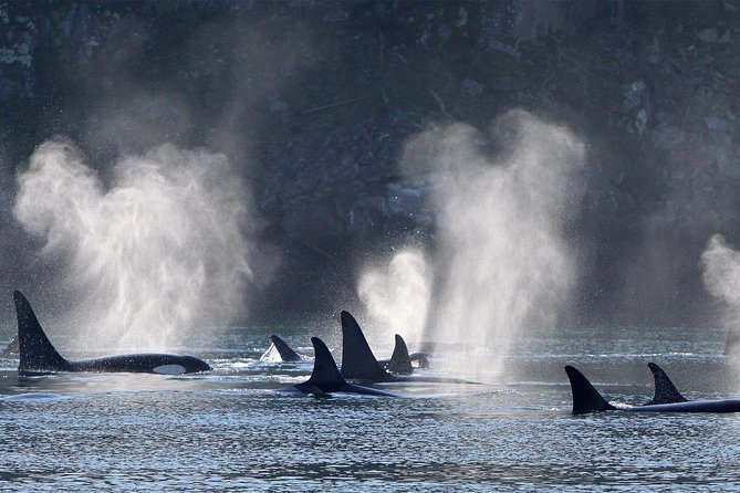 Vancouver Island Half-Day Whale Watching Tour - Telegraph Cove - A family outing with a real sense of adventure