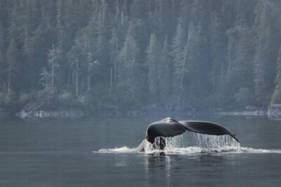 Vancouver Island Half-Day Whale Watching Tour – Telegraph Cove