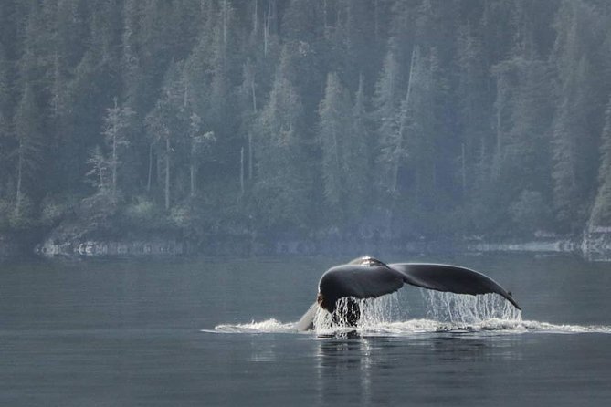 Vancouver Island Half-Day Whale Watching Tour - Telegraph Cove - Searching the strait instead of chasing a checklist