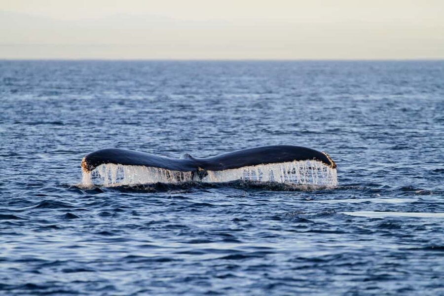 Vancouver Island: Whale Watching Tour - Key points at a glance