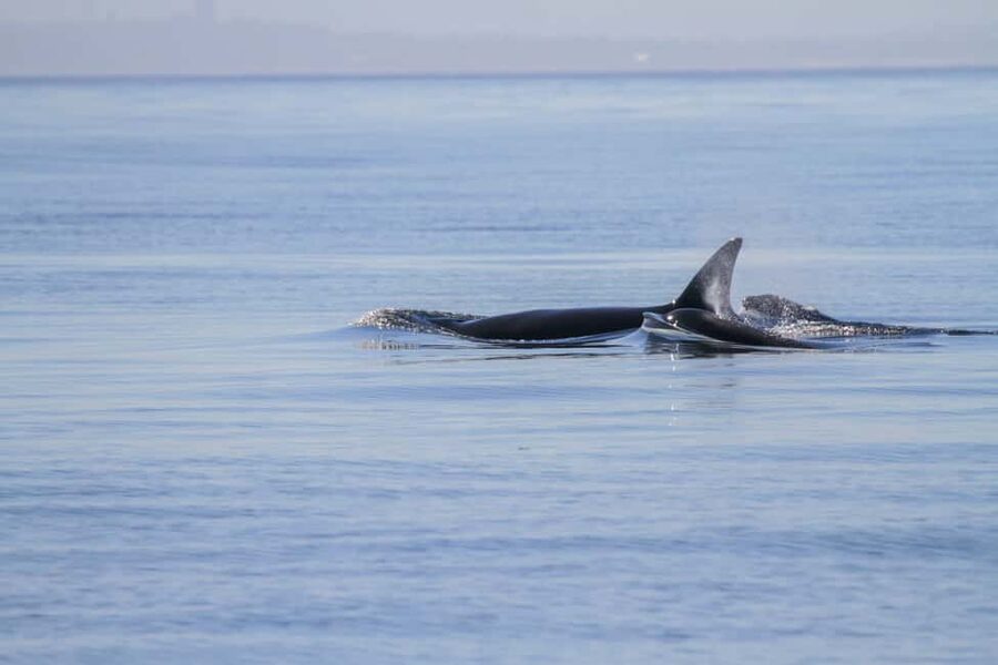 Vancouver Island: Whale Watching Tour - Setting out across the Salish Sea