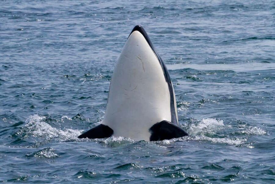 Vancouver Island: Whale Watching Tour - Searching for whales and dolphins
