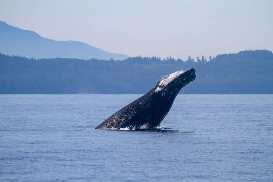 Vancouver Island: Whale Watching Tour - Bald eagles, sea birds, and the wider cast