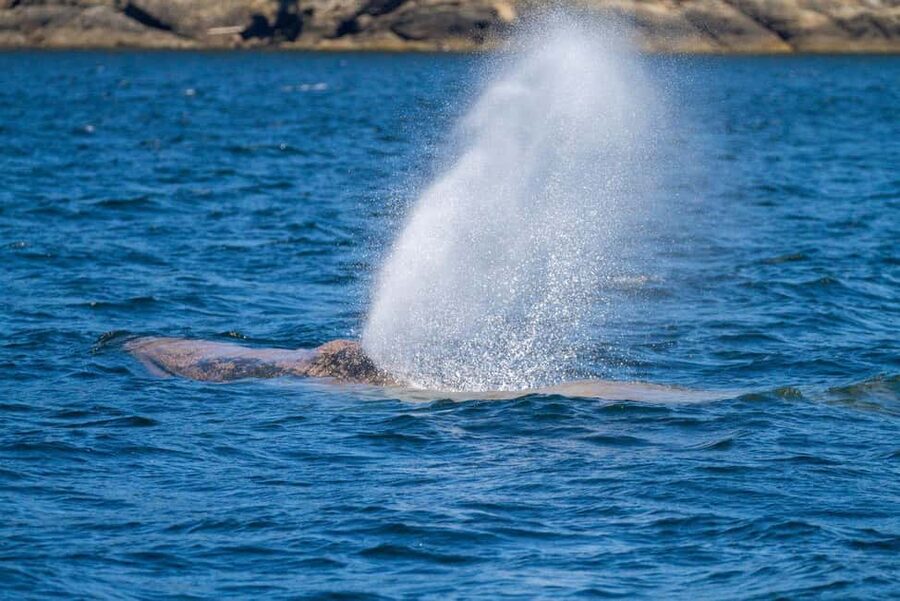 Vancouver Island: Whale Watching Tour - Is $129 a fair price?