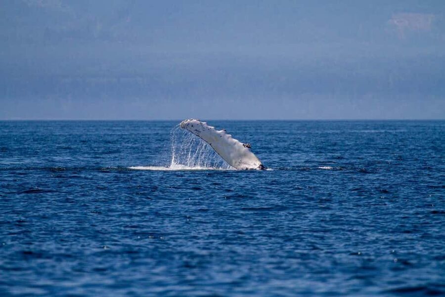 Vancouver Island: Whale Watching Tour - Practical packing advice