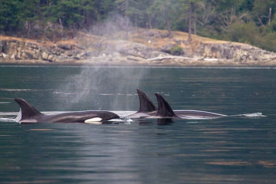 Vancouver Island: Whale Watching Tour - Listening for Stellar sea lions