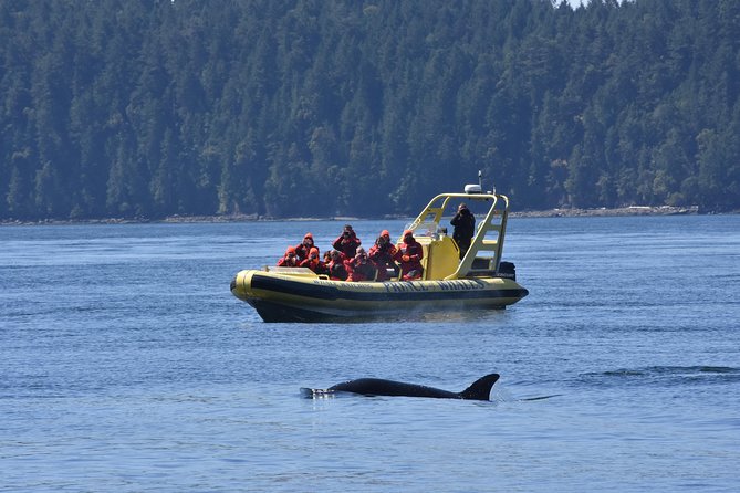 Vancouver Island Zodiac Whale Watching Adventure - Telegraph Cove - The view is part of the reward