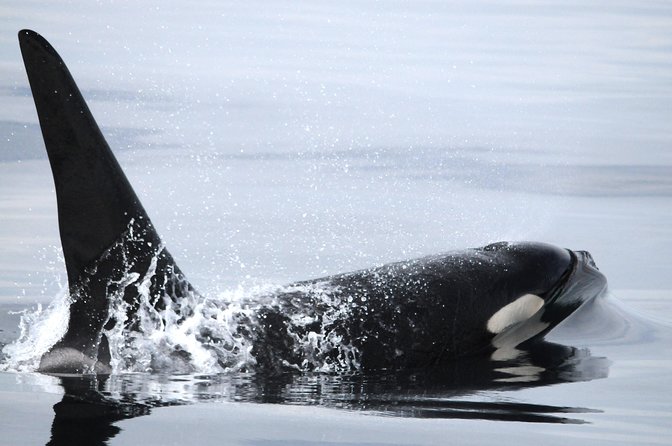 Vancouver Island Zodiac Whale Watching Adventure - Telegraph Cove - A closer look at the guide service