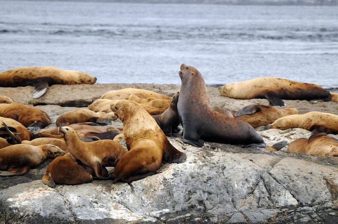 Vancouver Island Zodiac Whale Watching Adventure - Telegraph Cove - What the three-hour route can reveal