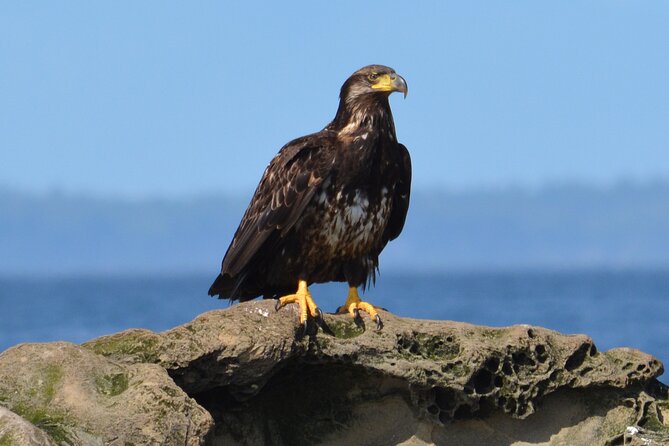 Vancouver's Intimate West Coast Whale Watching Experience - Searching for orcas, humpbacks, seals, and sea lions