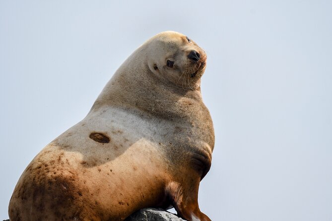 Vancouver's Intimate West Coast Whale Watching Experience - Why the boat choice matters
