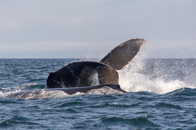 Vancouver's Intimate West Coast Whale Watching Experience - Price, timing, and the free return option