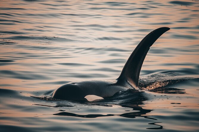 Vancouver Sunset Whale Watching Adventure with Free Photos - Comfort, food, and the weather on deck