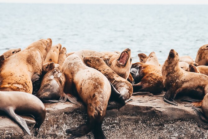 Vancouver Sunset Whale Watching Adventure with Free Photos - Is $193.19 good value?