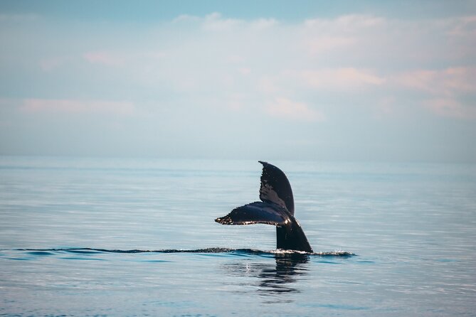 Vancouver Sunset Whale Watching Adventure with Free Photos - The first hour: city views, geology, and wildlife lessons