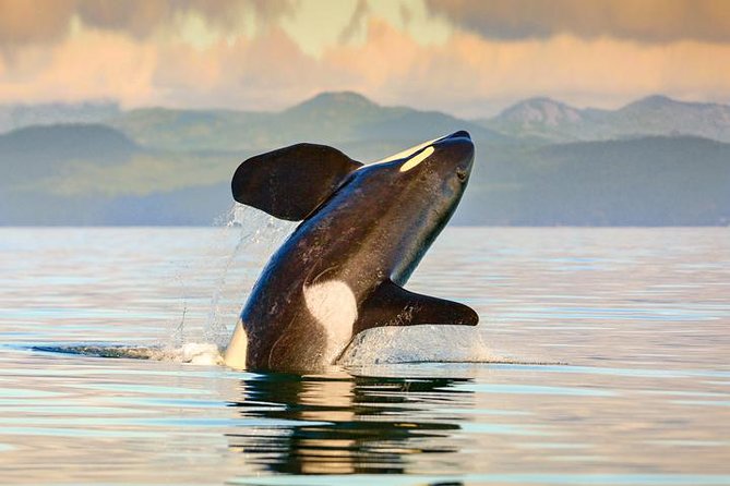 Vancouver-Victoria Day Trip by Seaplane + Whale Watching by Boat - Why the Seaplane Makes This Day Trip Work