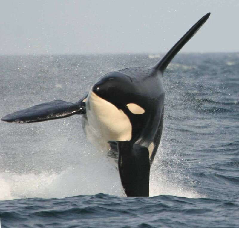 Vancouver Whale Watching Safari - Key points to know before you book