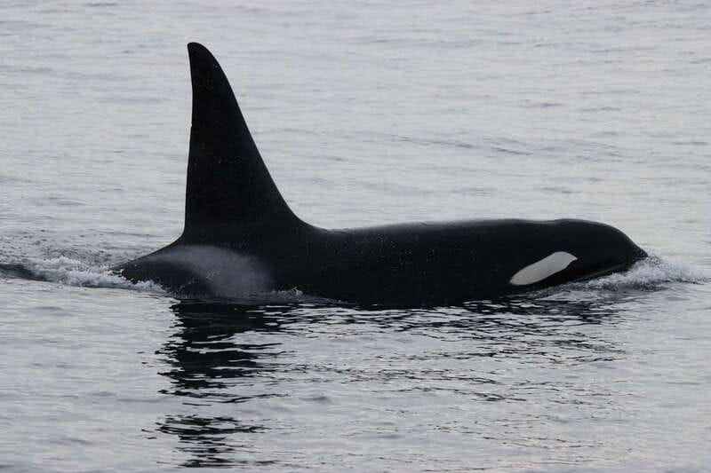 Vancouver Whale Watching Safari - My final call: book it for wildlife, not certainty