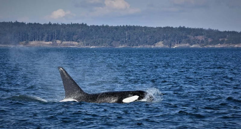 Vancouver Whale Watching Safari - The five-hour plan from Vancouver to Granville Island