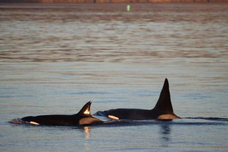 Vancouver Whale Watching Safari - More than orcas: seals, sea lions, birds, and possible grey whales