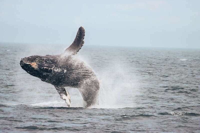 Vancouver Whale Watching Safari - The Canadian Pacific coast from the water