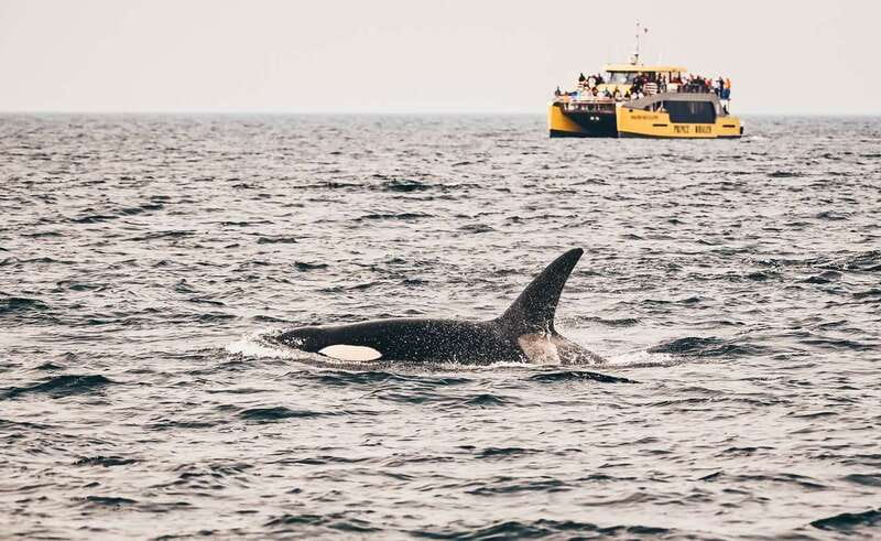 Vancouver Whale Watching Safari - Granville Island gives the day a city finish
