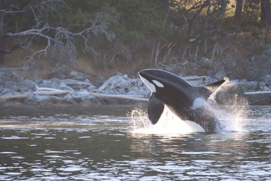 Vancouver Whale Watching Safari - Is $316 a fair price?