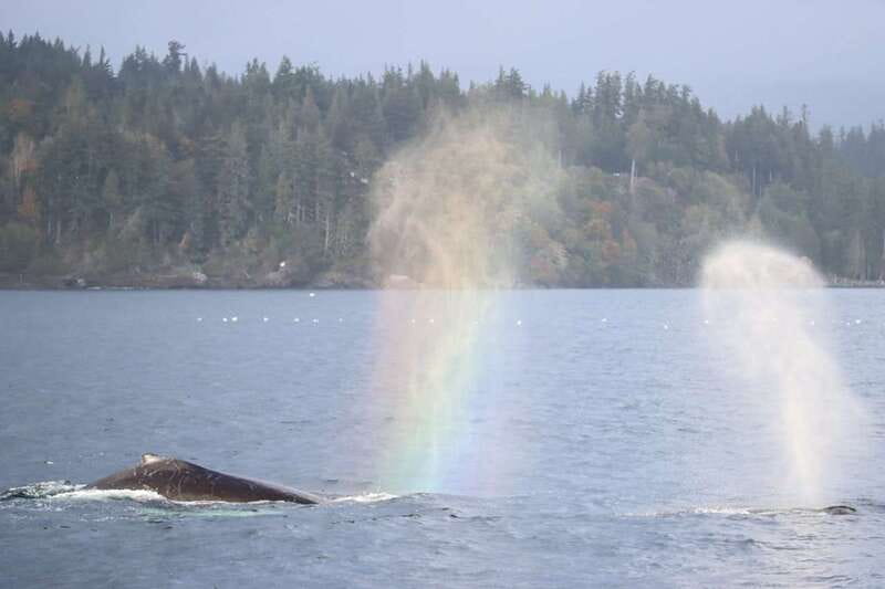 Vancouver Whale Watching Safari - Who should choose this whale safari?