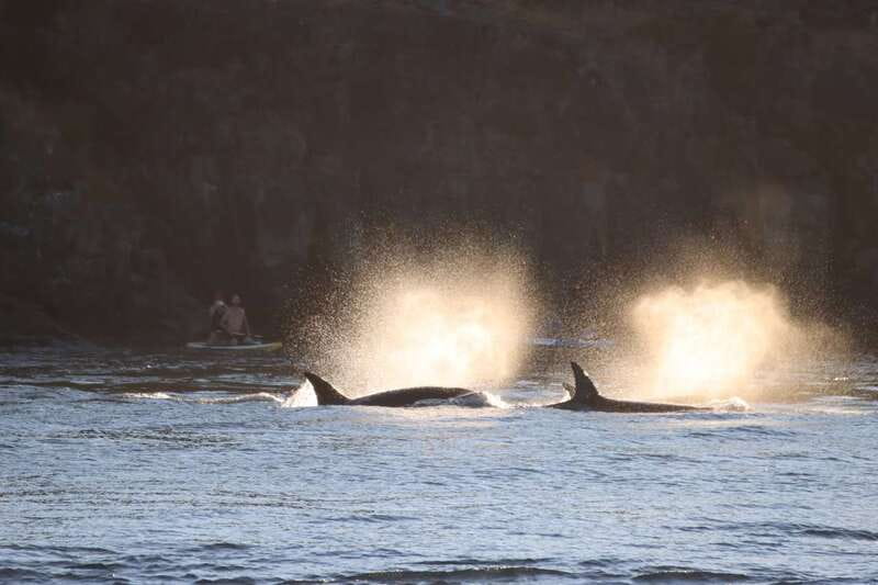 Vancouver Whale Watching Safari - What to pack for the Pacific water