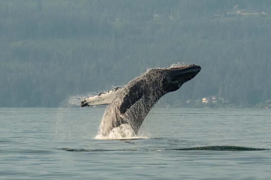Vancouver: Zodiac Whale Watching Tour from Granville Island - Leaving Granville Island after a 45-minute briefing