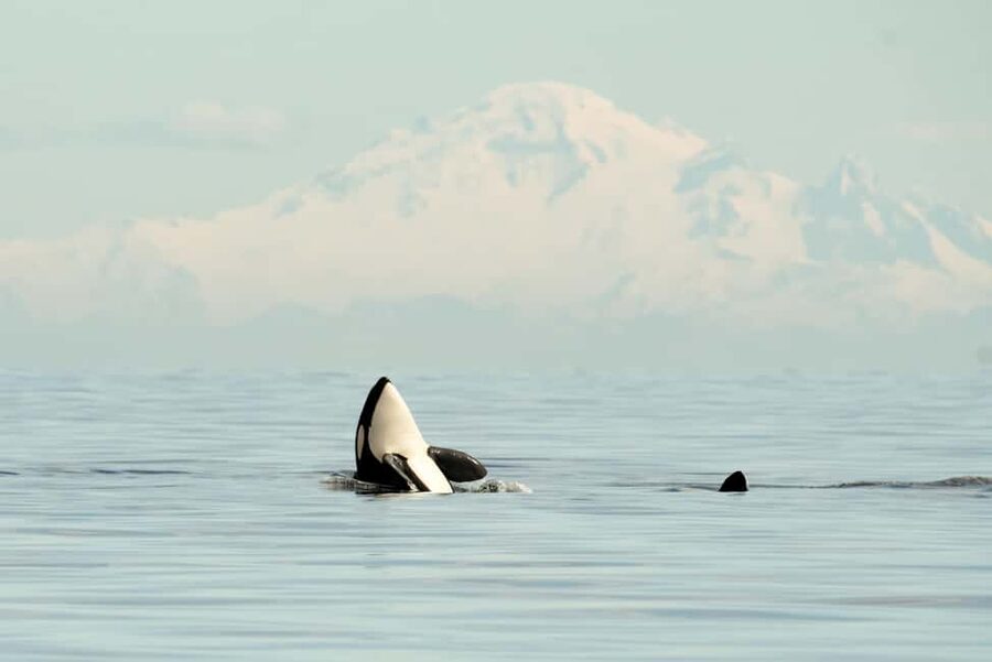 Vancouver: Zodiac Whale Watching Tour from Granville Island - A high-speed route through the Salish Sea