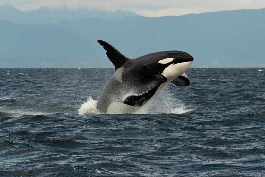 Vancouver: Zodiac Whale Watching Tour from Granville Island - Who will enjoy this ride most