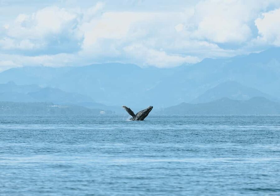Vancouver: Zodiac Whale Watching Tour from Granville Island - Book it or choose another boat?