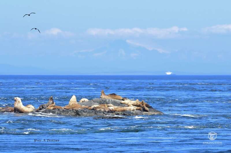 Victoria: 3-Hour Whale Watching Tour - Who should book this Victoria cruise?
