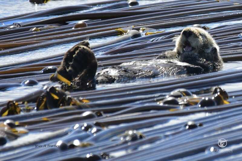 Victoria: 3-Hour Whale Watching Tour - Other wildlife keeps the trip moving