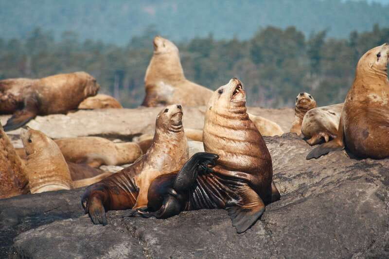 Victoria: 3-Hour Whale Watching Tour - What the guides add to the experience
