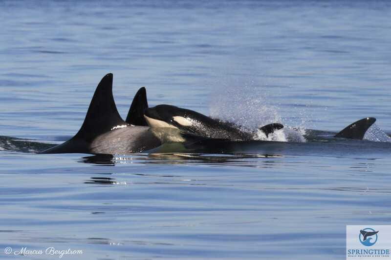 Victoria: 3-Hour Whale Watching Tour - Is $123 a fair price?