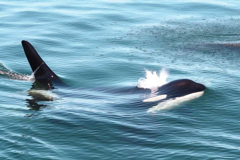 Victoria: 3-Hour Whale Watching Tour - A closer look at the Marauder IV
