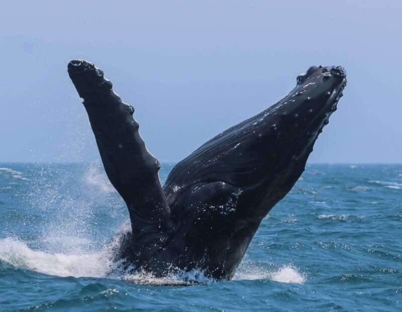 Victoria: 3-Hour Zodiac Whale-Watching Tour - Key points to know before you go