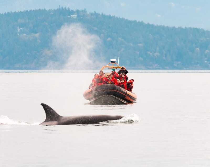 Victoria: 3-Hour Zodiac Whale-Watching Tour - Who should book this trip