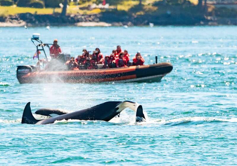 Victoria: 3-Hour Zodiac Whale-Watching Tour - Leaving Victoria and finding the wildlife