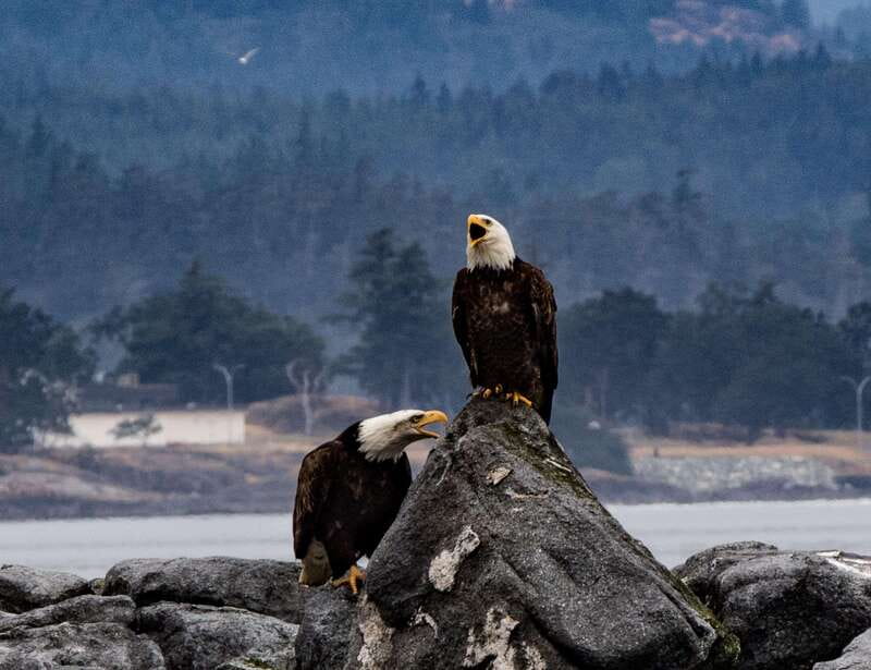 Victoria: 3-Hour Zodiac Whale-Watching Tour - Orcas, humpbacks, and the luck factor