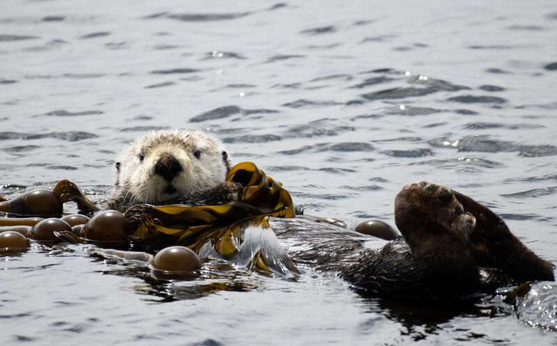 Victoria: 3-Hour Zodiac Whale-Watching Tour - Seals, sea lions, birds, and other rewards