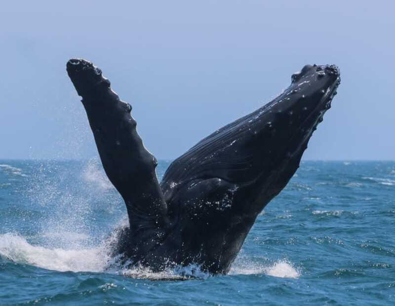 Victoria: 3-Hour Zodiac Whale-Watching Tour - The guides shape the experience