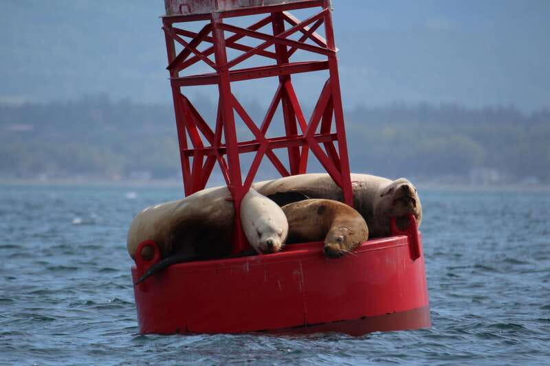 Victoria: 3-Hour Zodiac Whale-Watching Tour - Is $140 a fair price?