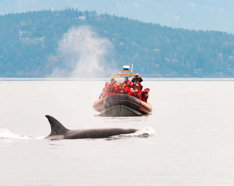 Victoria: 3-Hour Zodiac Whale-Watching Tour - Meeting at Wharf Street