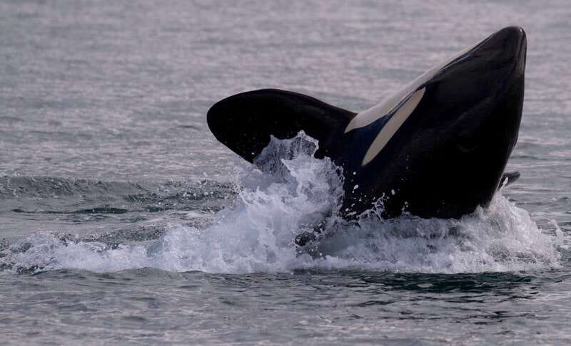 Victoria, BC: 3-Hour Ultimate Whale & Marine Wildlife Tour - Quick take: what makes this trip worth considering