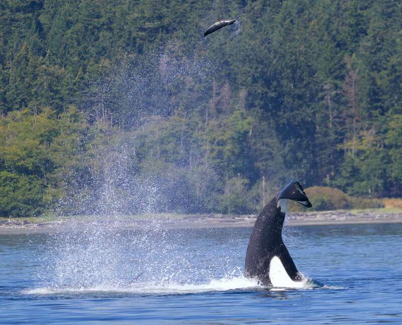 Victoria, BC: 3-Hour Ultimate Whale & Marine Wildlife Tour - Practical tips for a better outing