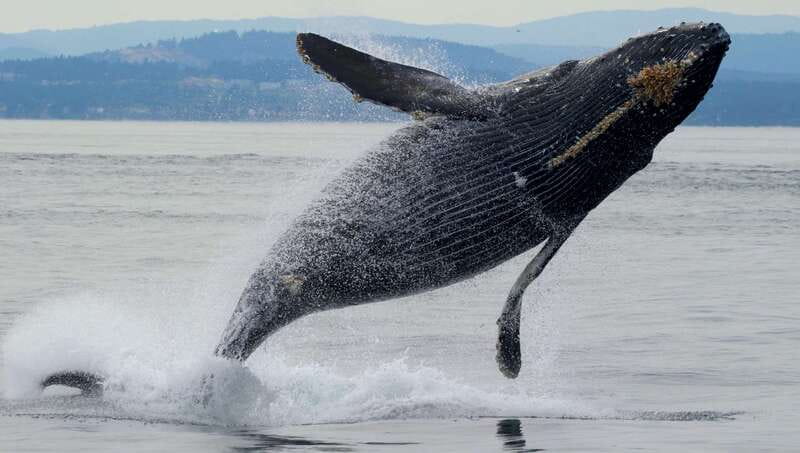 Victoria, BC: 3-Hour Ultimate Whale & Marine Wildlife Tour - Leaving from the Fairmont Empress